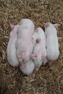 山东女子学院王牌专业有哪些?附2024最新王牌专业排名一览表