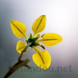 2024年长江师范学院(中外合作)在重庆计划招生人数(附学费及专业录取分)