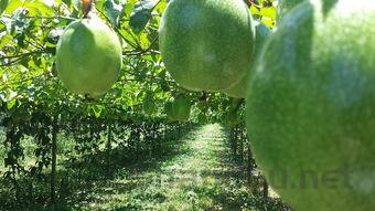 2024年泉州信息工程学院在河南计划招生人数(附学费及专业录取分)