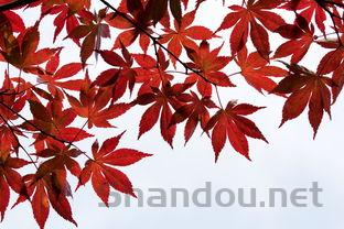 2024年泉州信息工程学院在河南计划招生人数(附学费及专业录取分)