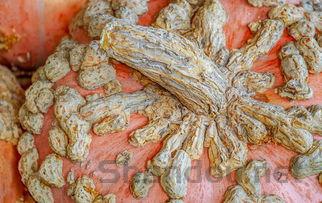 2024年吉林医药学院在新疆计划招生人数(附学费及专业录取分)