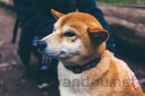 狗狗坐姿劈开站姿后腿很开，为何会这样？该怎么做才对？