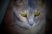 猫咪眉毛没毛还有结痂是怎么回事？要怎么弄？