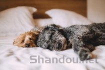 狗狗两天没有排尿但有排尿的姿势是啥情况？要吃药吗？