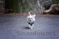 猫咪出现频繁呕吐是什么原因导致的？猫咪出现频繁呕吐有什么办法恢复？