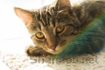 猫咪眼睛红肿眼球突出有少许脓血该用什么办法？