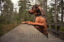 狗狗吐黄色泡泡，为何会这样？狗狗吐黄色泡泡要怎么弄？