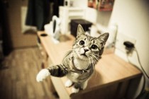 世界上最柔软的轻功,在15米长带子上健步如飞是什么体验