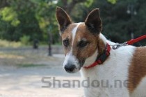 小狗拉软便是啥情况？小狗拉软便该咋整？