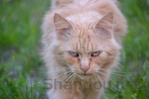 猫咪吐了吐的红色的是怎么回事？该怎么处理？