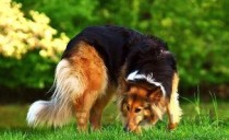 狗抖的厉害是什么原因？狗抖的厉害要吃药吗？