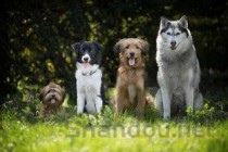 雄性狗狗尿尿带血的缘由何在？雄性狗狗尿尿带血要吃药吗？