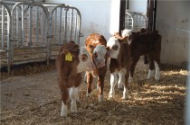 中国最牛的旗子聊聊中国象棋里你最喜欢哪个棋子？