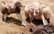 世界上最腐烂的斑马（世界上最腐烂的东西是什么）