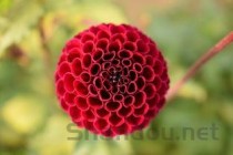 世界上最厚的纱？来自（世界上最坚硬的纱布是什么）