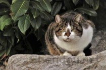 猫咪屁股流血了是啥情况？猫咪屁股流血了要怎么调理？