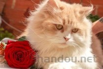 猫咪呕吐精神不振是到底怎么了？该如何是好？