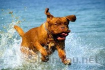 小狗呕吐有三天不吃饭是啥情况？要怎么弄？