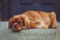 狗狗呕吐黄水白泡泡是啥情况？狗狗呕吐黄水白泡泡该咋整？