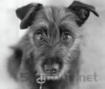 中国最沙雕最凶猛的宠物，最沙雕的动物头像