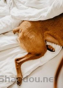 狗狗一条腿一瘸一拐是咋回事？狗狗一条腿一瘸一拐该咋办？