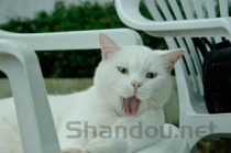 猫腿上皮肤通红是怎么回事？猫腿上皮肤通红该如何是好？