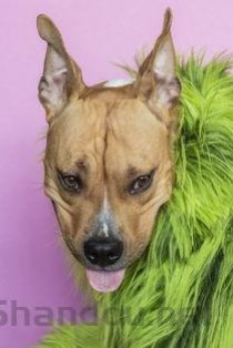 狗狗挠自己的耳朵嘴巴周围的缘由何在？该咋办？