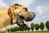 狗狗流黏口水有眼屎是什么情况？狗狗流黏口水有眼屎该怎么做才对？