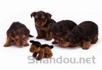 狗狗呕吐很瘦正常吃狗粮也不长肉是什么情况？该怎么做才对？