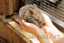 猫咪呼吸重不规律有点颤抖是什么原因？该如何是好？