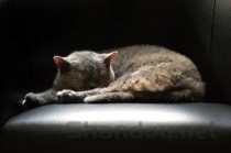 巢湖十大人气餐馆2025年排行榜前十名榜单出炉