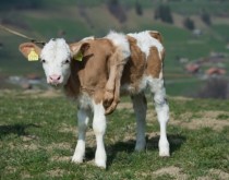 全新配方奶粉「皇家美素佳儿有机」京东超级品牌日首发世界上最牛的枪排名