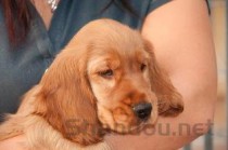 狗狗走路突然就侧倒下去了是啥情况？要怎么应对？