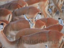 狗狗皮肤出现三四个不同的小口子是什么原因？该咋整？