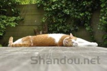 猫咪四肢末端都肿了是啥情况？该如何是好？