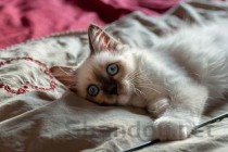 猫咪口鼻流血去世的问题出在哪？猫咪口鼻流血去世该怎么解决？