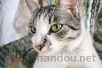 猫咪眼睛红肿有分泌物是啥缘故？要怎么弄？