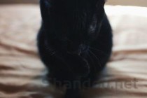 猫咪呕吐不吃食物的问题出在哪？猫咪呕吐不吃食物该怎么处理？