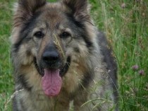 狗狗身上出现红斑掉毛是咋回事？怎么弄会好？