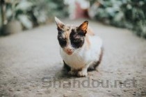 狗狗暴瘦 不活泼 无力行动慢是啥情况？该怎么处理才对？