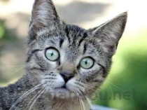 猫咪最近不爱吃饭嗜睡是啥情况？该用什么办法？