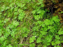 世界上最濒危植物排名,十大濒危植物排名（世界上最濒危植物排名前十）