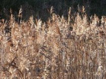 十首最著名的咏柳诗词2025年排行榜前十名榜单出炉