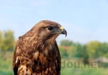 冬奥会金牌最多的运动员2025年排行榜前十名榜单出炉