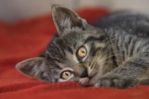 猫咪右眼睛睁不开了是什么引起的？该如何是好？