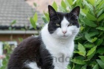 猫咪天气一冷就尿频是什么引起的？该怎么解决？