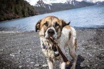 狗狗流口水发抖不吃东西是咋回事？怎么弄会好？