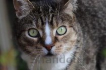 猫咪总是半夜叫在地上打滚该用什么办法？