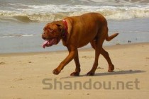 狗狗一条后腿不能着地大喘气是什么缘故？要吃药吗？