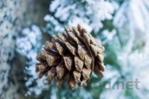 狗狗进食后干咳呕吐的缘由何在？狗狗进食后干咳呕吐该怎么办？